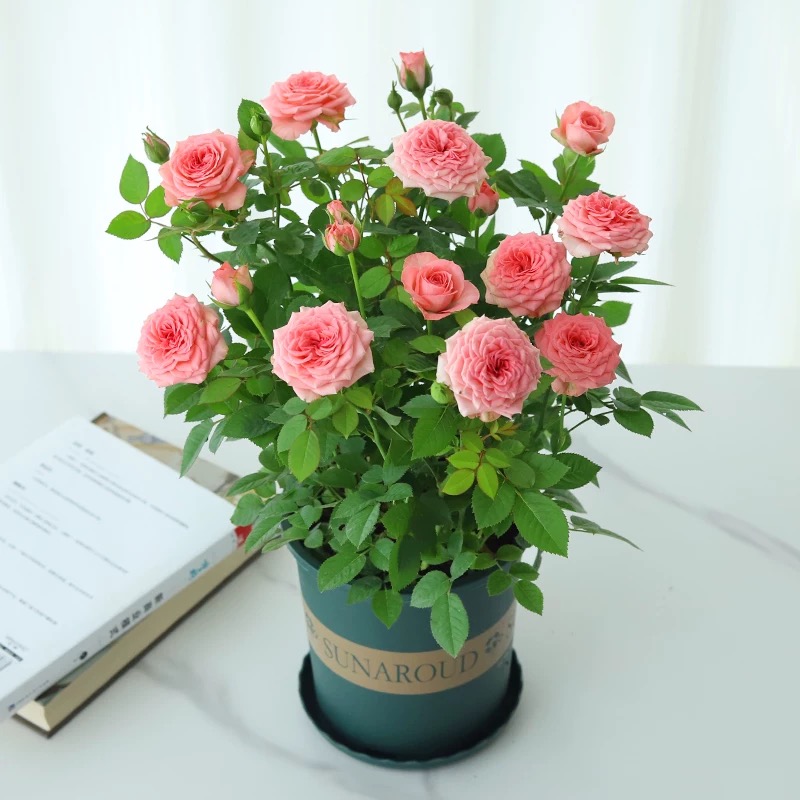 诚智旺 月季 4-6分枝 /束