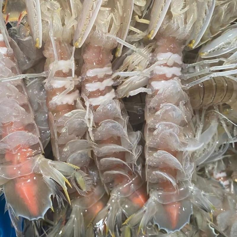 超大虾爬大海虾海鲜特大号爬爬虾顺丰 特大膏虾1斤 特大肉虾1斤(推荐)