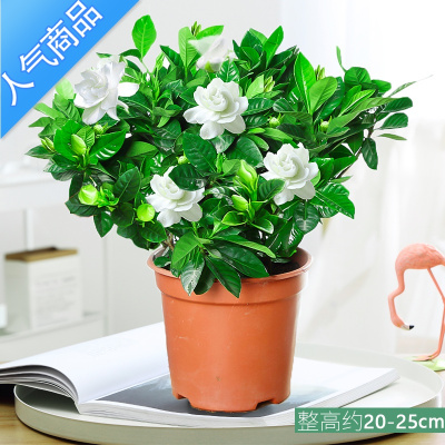 YICHENG栀子花盆栽花卉植物室内带花苞枝枝花绿植浓香阳台四季开花好养