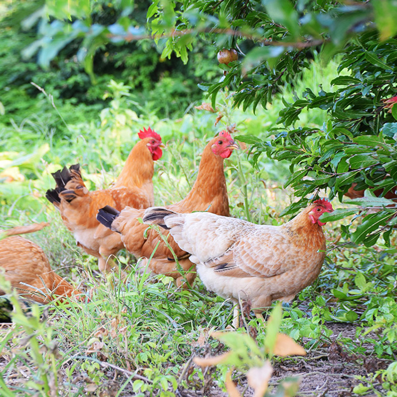 我们为您提供母鸡的优质评价,包括母鸡商品评价,晒单,百万用户帮你