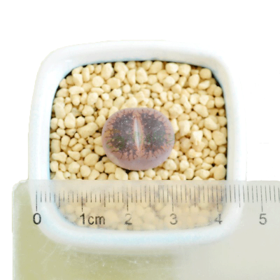 多肉植物石头花价格 多肉植物石头花最新报价 多肉植物石头花多少钱 苏宁易购