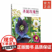 圣诞玫瑰栽培入门