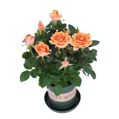 诚智旺 玫瑰 蓬头60cm/棵