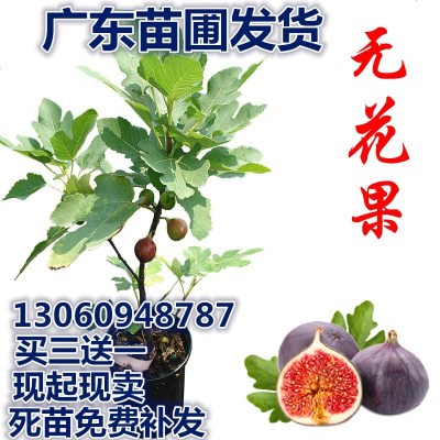 无花果树苗盆栽地栽无花果苗南方北方庭院阳台种植苗当年结果包邮