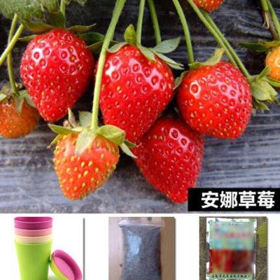 【花+生根粉套餐】倒挂金钟盆栽 倒挂金钟苗室内绿植 灯笼花盆栽 灯笼花苗 四季开花阳台卧室植物园艺用品