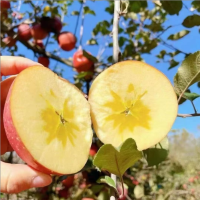 三峡高山果园基地冰糖心苹果4.5斤大果80-85MM/箱