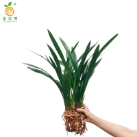 廷豪果 兰花盆栽 40cm高 /盆