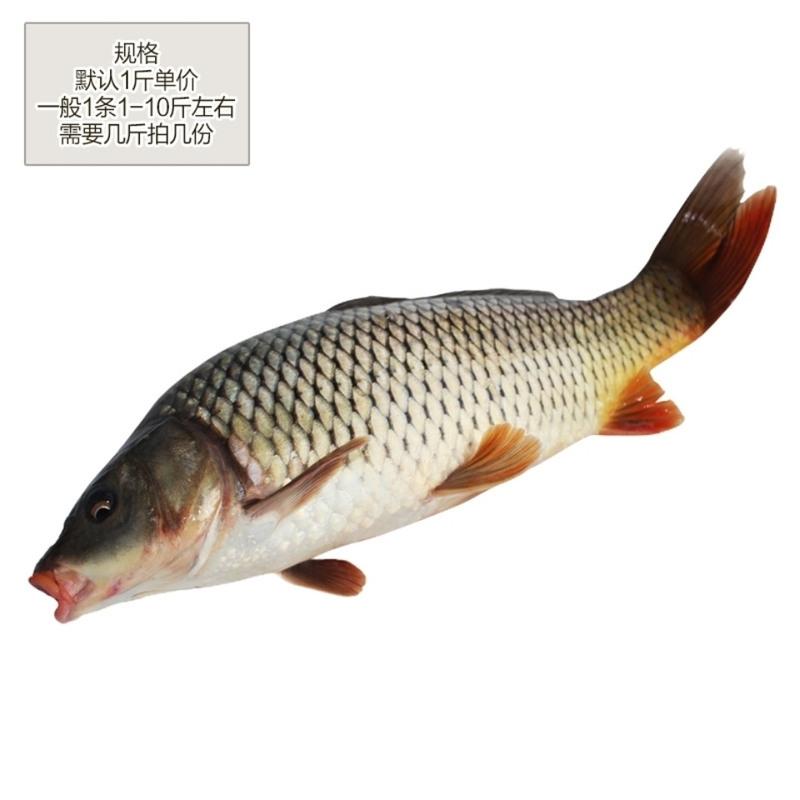 赛卡伊 江苏水乡正宗鲤鱼新鲜鲜活四鼻鲤鱼大鱼现杀淡水鱼500g 1斤