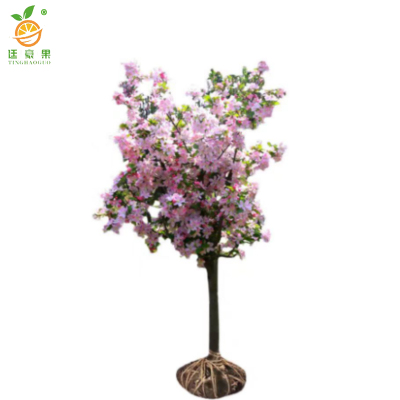 廷豪果 娇艳桃树 8cm /棵