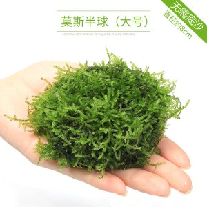 鱼缸沉木莫斯片草皮美凤莫丝苔火焰垂泪松茸怪厥大三角性水草