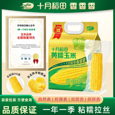 十月稻田黄糯玉米 3.52斤(220g*8根) 东北玉米棒甜糯低脂新鲜真空装早餐苞米