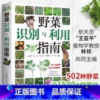 [正版]野菜识别与利用指南常见野菜野外识别速查图鉴野菜书籍大全野菜的食用方法中国野菜百科中国野菜大全野菜的功效大全河南