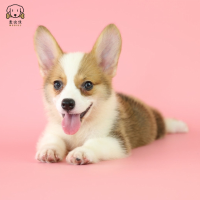 麦比佳柯基犬活体狗狗幼犬纯种双血统级短腿小柯基双色三色公母可选 包健康柯基狗小型宠物狗空运直达视频挑选