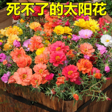 太阳花盆栽图片 太阳花盆栽图片大全 苏宁易购