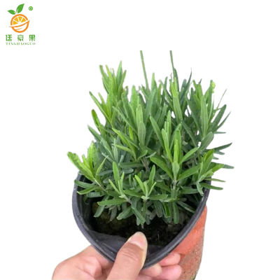 廷豪果 薰衣草根 XYC-2 /根