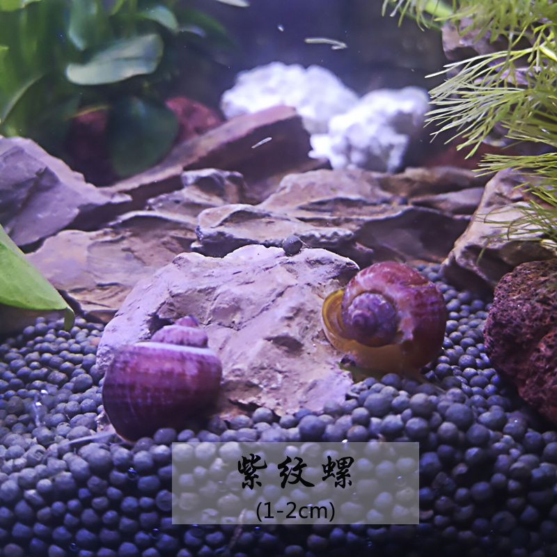 除藻工具螺斑马螺黑金刚蜜蜂角螺彩蛋螺观赏苹果螺黄金螺紫纹螺 5个