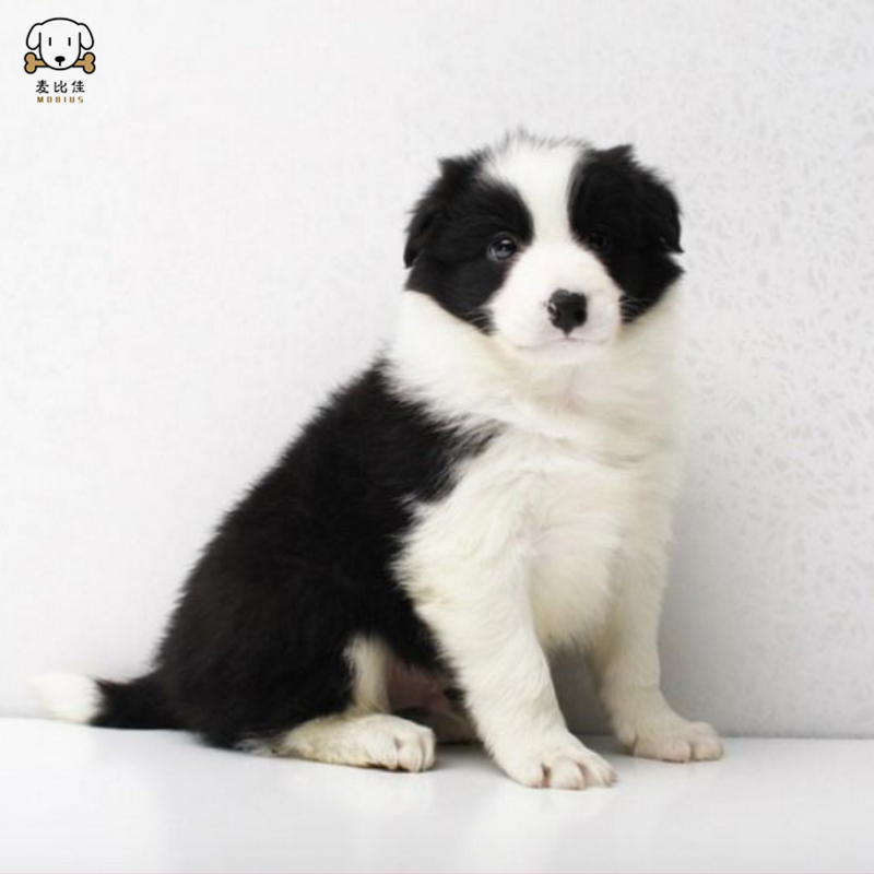 麦比佳 纯种边境牧羊犬幼犬 边牧狗狗活体幼犬双血统赛级高品质黑白三通牧羊犬高智商边境宠物狗三通七白大围脖