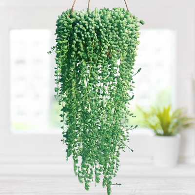 珍珠吊兰多肉植物情人泪佛珠花卉室内阳台吊挂特大好养珠特