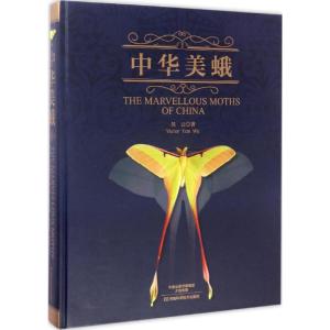 中华美蛾