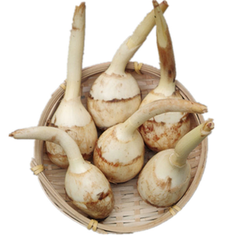 赛卡伊 新鲜茨菇农家慈姑白茨菇慈菇慈姑茨菰马蹄白菇慈姑一份 茨菇1