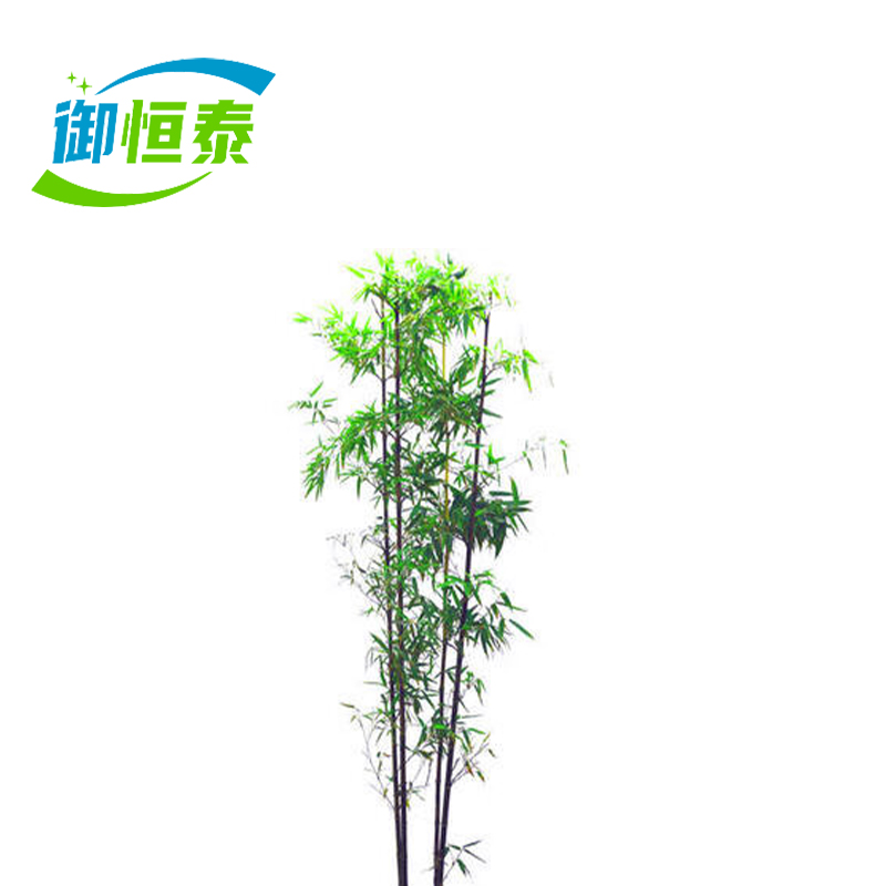 御恒泰玉竹4米高/棵
