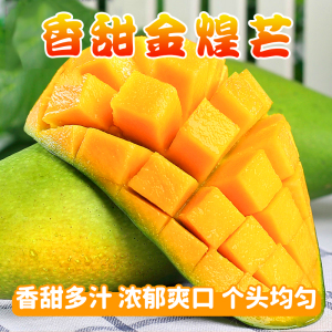 [熊猫鸟]新鲜金煌芒果 净重8.5斤 大果 单果350g+