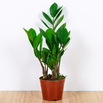 古达金钱树盆栽室内客厅柜台开业送礼植物四季常青净化空气树 小盆