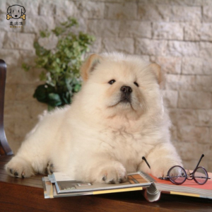 麦比佳 宠物狗狗活体 松狮犬幼犬活体 纯种双血统肉嘴面包蓝舌头松狮狗 大骨架宠物狗长毛短毛狮子狗熊狮犬 视频挑选