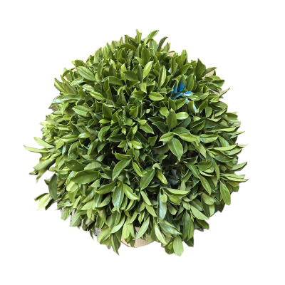 海铁科技非洲茉莉球0.8-1米高/盆