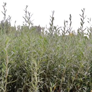 诚智旺 四翅滨藜苗 40-60公分 /棵