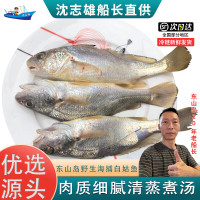 沈志雄船长 东山岛海捕海鲜海钓白姑鱼鲜活速冻像黄花鱼 5-6条/袋 共1000g