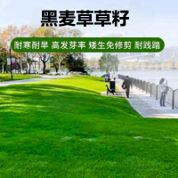 黑麦草籽 护坡固土种子 单位/斤