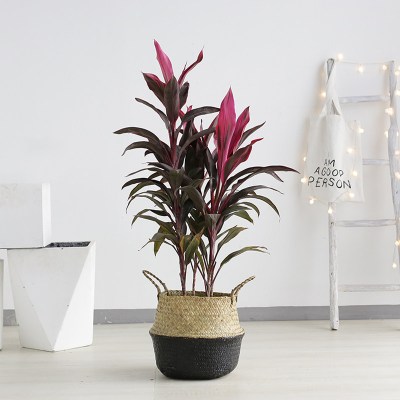 朱蕉植物室内大型盆栽净化空气除甲醛绿植办公室客厅盆栽朱蕉-1-1.2m-黑底竹编-红叶含盆