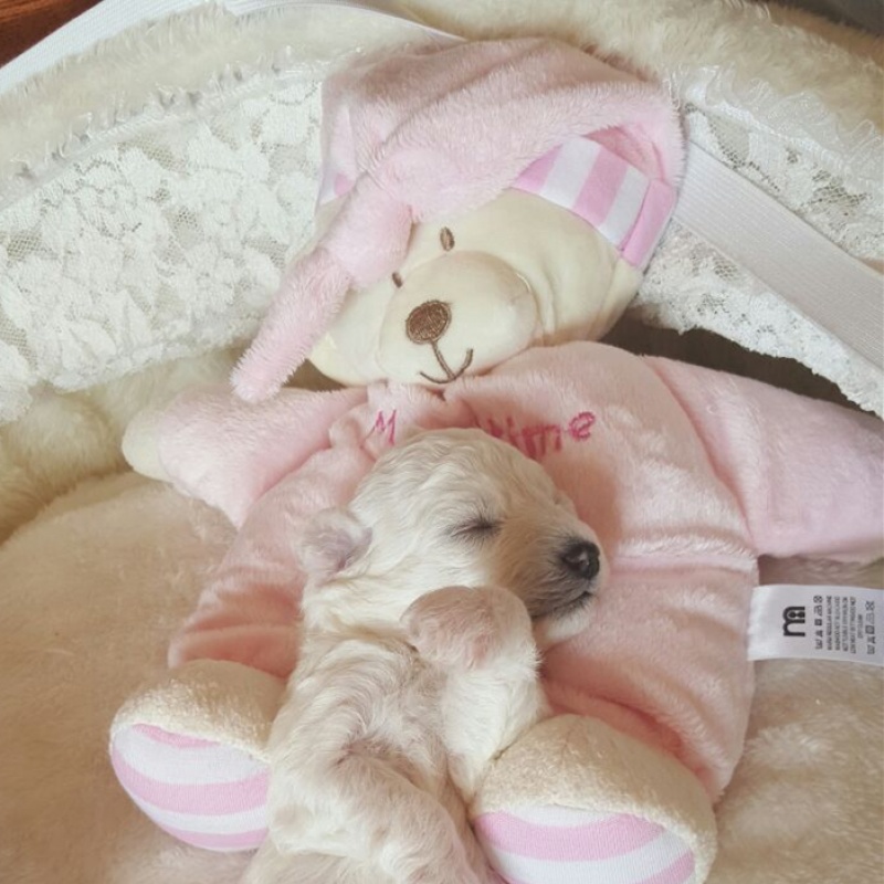 安睡~不发声~宠物玩具 宠物枕头猫玩具泰迪比熊猫咪狗狗幼犬抱枕