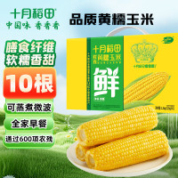 十月稻田 黄糯玉米4.4斤(220g*10根)