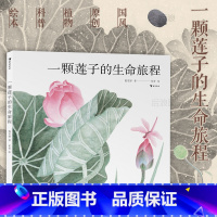 单本全册 [正版]附赠大海报浪花朵朵 一颗莲子的生命旅程 文津图书奖 国画传统文化自然科普绘本 童书