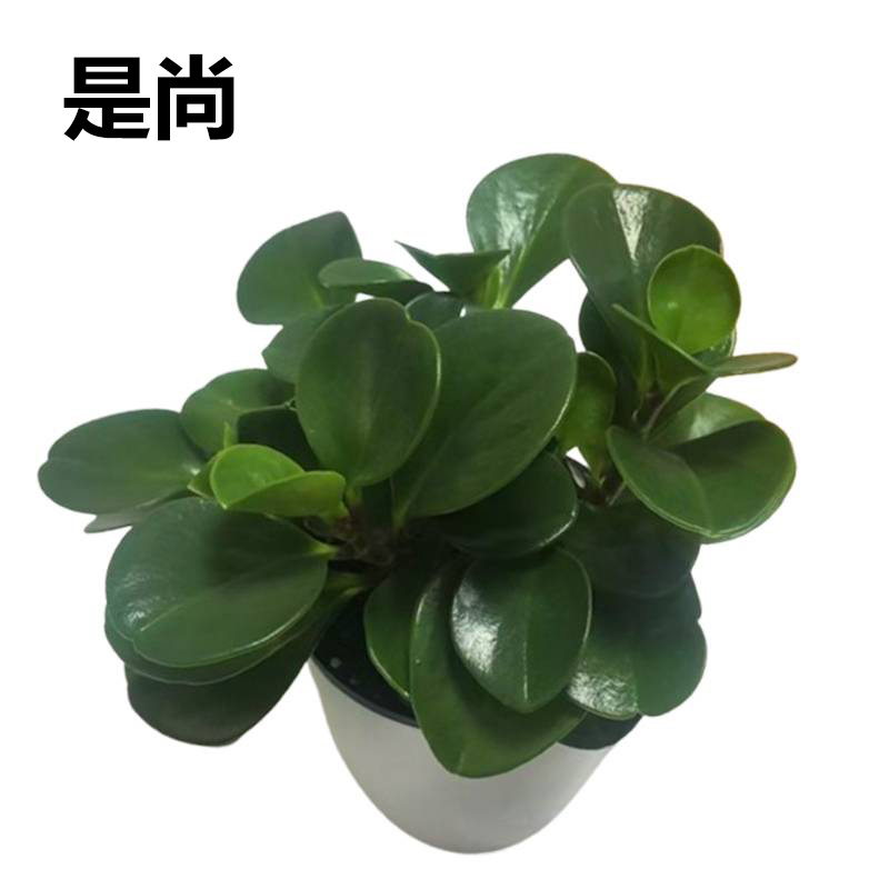 是尚 豆瓣绿盆栽 室内绿植盆景 35S/盆