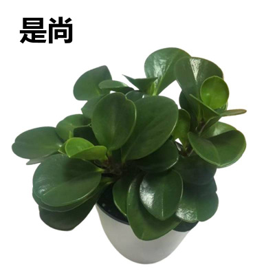 是尚 豆瓣绿盆栽 室内绿植盆景 35S/盆