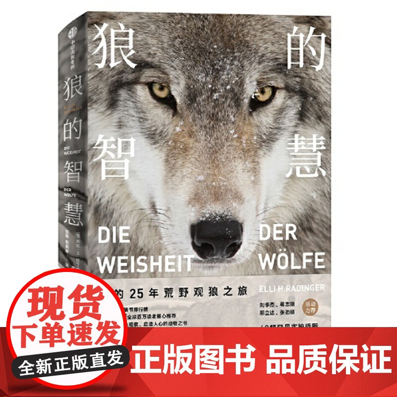 正版狼的智慧:我的25年荒野观狼之旅埃莉·H.拉丁格 Elli Radinger9787521712308中信出版社
