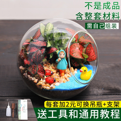 微景观多肉植物价格 微景观多肉植物最新报价 微景观多肉植物多少钱 苏宁易购