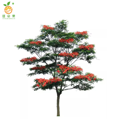 廷豪果 凤凰木 8公分胸径 /棵