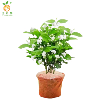 廷豪果 茉莉花盆栽 20cm高 /棵