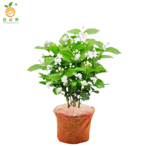 廷豪果 茉莉花盆栽 20cm高 /棵