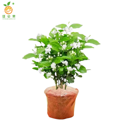 廷豪果 茉莉花盆栽 20cm高 /棵