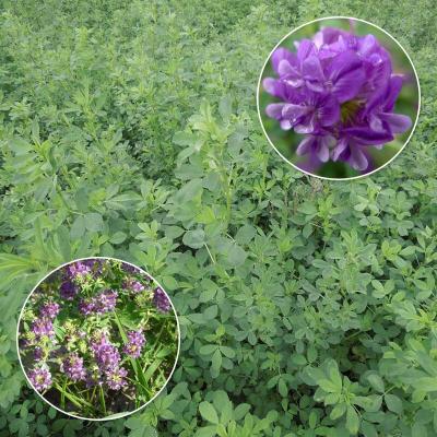 苜蓿草价格 苜蓿草最新报价 苜蓿草多少钱 苏宁易购