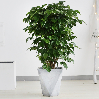 幸福树盆栽植物室内办公室吸家用净化空气绿植绿宝幸福树盆栽 绿宝-0.