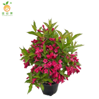 廷豪果 锦带球 冠幅80cm /棵