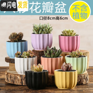 三维工匠多肉花盆陶瓷创意个性粗陶肉肉植物盆器大口径小花盆 其他颜色八彩花瓣随机8个 中小花盆容器