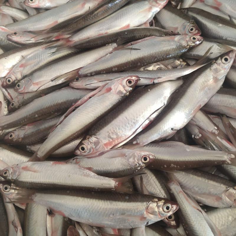 赛卡伊 新鲜小杂鱼新鲜刁子鱼淡水小杂鱼去鳞去内脏小白条鱼餐条鱼 去