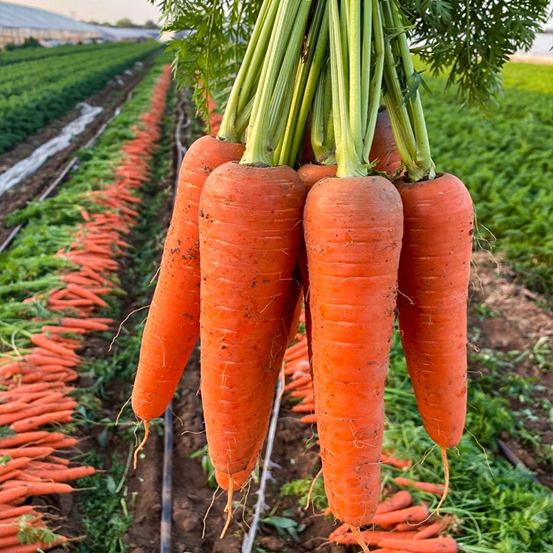 回固胡萝卜种子高产秋四季紫黄水果萝卜种籽五寸蔬菜种孑花毛茛大全